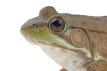 Image showing Wood Frog-Isolated