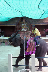 Image showing Elephant show at Phuket Zoo, Thailand - EDITORIAL