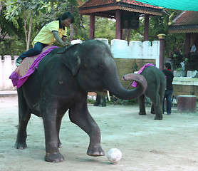 Image showing Elephant show at Phuket Zoo, Thailand - EDITORIAL