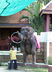 Image showing Elephant show at Phuket Zoo, Thailand - EDITORIAL
