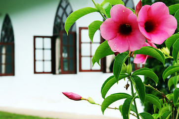 Image showing Flowers in bloom