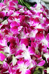 Image showing Pink orchids