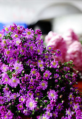 Image showing Bunch of pink and purple flowers