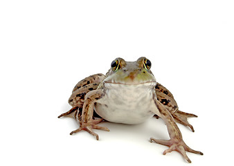 Image showing Wood Frog 2