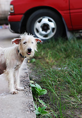 Image showing Scruffy dog