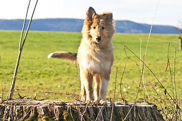 Image showing collie whelp