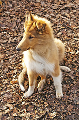 Image showing collie whelp