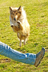 Image showing  collie dog jumps over leg