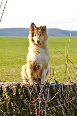 Image showing collie whelp