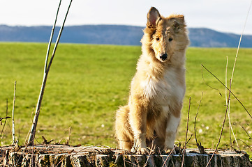 Image showing collie whelp