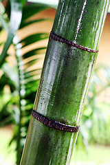 Image showing Bamboo