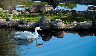 Image showing Rare Coscoroba Swan In A Pond With Stones