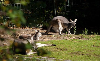 Image showing A Troop of Grey Kangaroos in a Zoo Warming under the Sun