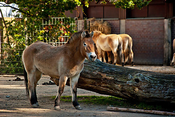 Image showing A Przewalski's Horse (Mongolian Horse) In a Zoo Against a Great Tree Trunk