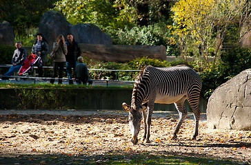 Image showing Zebra And People At the Back In a Zoo