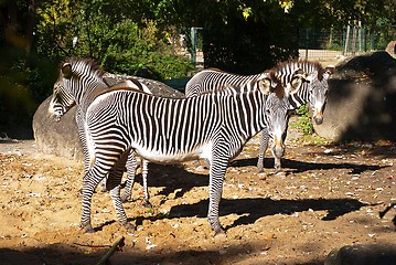 Image showing Zebra with stones and trees in the background