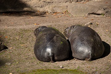 Image showing A Couple of Hippopotamuses From Back Side