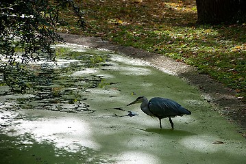 Image showing A Grey Heron In a Pond