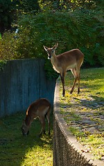 Image showing Two Female Deers in a Two Level Yard In a Zoo — Hills Imitation