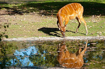 Image showing Female Antilope Sitatunga Is Drinking In a Zoo