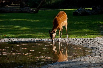 Image showing Female Antilope Sitatunga At Watering In a Zoo