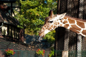 Image showing Closeup of the Head of a Giraffe with a Tongue Stuck Out in a Zoo