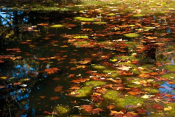 Image showing Closeup of an Autumn Pond with Brown Maple Leaves and Blanket Weed in Water