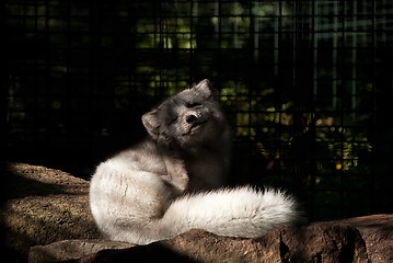 Image showing Arctic Fox in Winter White Fur in a Zoo Sits on Stones and Scratches His Ear