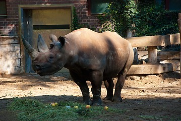 Image showing Black Rhino in a Zoo