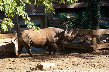 Image showing Black Rhinoceros at a Hedge in a Zoo