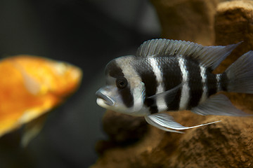 Image showing Fish with stripes in aquarium