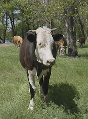 Image showing A cow grazing in a forest