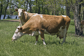 Image showing Two cows in a forest