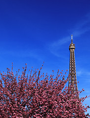 Image showing Parisian spring