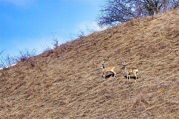 Image showing roe deer bucks