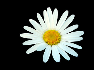 Image showing White daisy isolated on black background