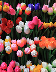 Image showing Wooden tulips