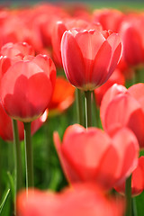 Image showing beautiful red tulips