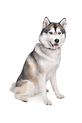 Image showing Siberian Husky