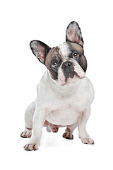 Image showing French Bulldog