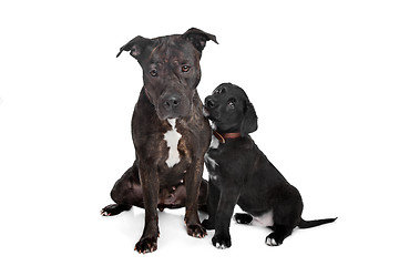 Image showing two mixed breed dogs