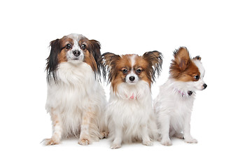 Image showing three Papillon dogs