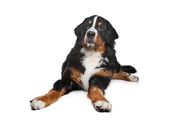 Image showing Bernese Mountain Dog