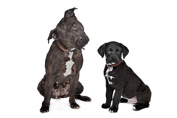 Image showing two mixed breed dogs