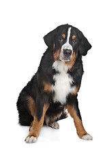 Image showing Bernese Mountain Dog