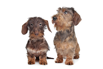 Image showing Two miniature Wire-haired dachshund dogs