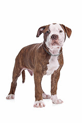 Image showing American Bulldog in front of a white background