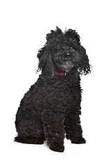 Image showing Black poodle