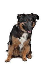 Image showing mixed breed dog