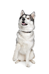 Image showing Siberian Husky